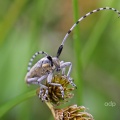 Longhorn beetle (Agapanthia villosoviridescens)  Alan Prowse